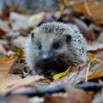 Igel effektiv schützen