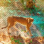 Gefangener Gepard im Zoo