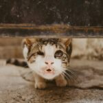 Tierleid melden - verletzte Katze