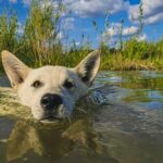 Warum man Hundehaare nicht draußen liegen lassen sollte