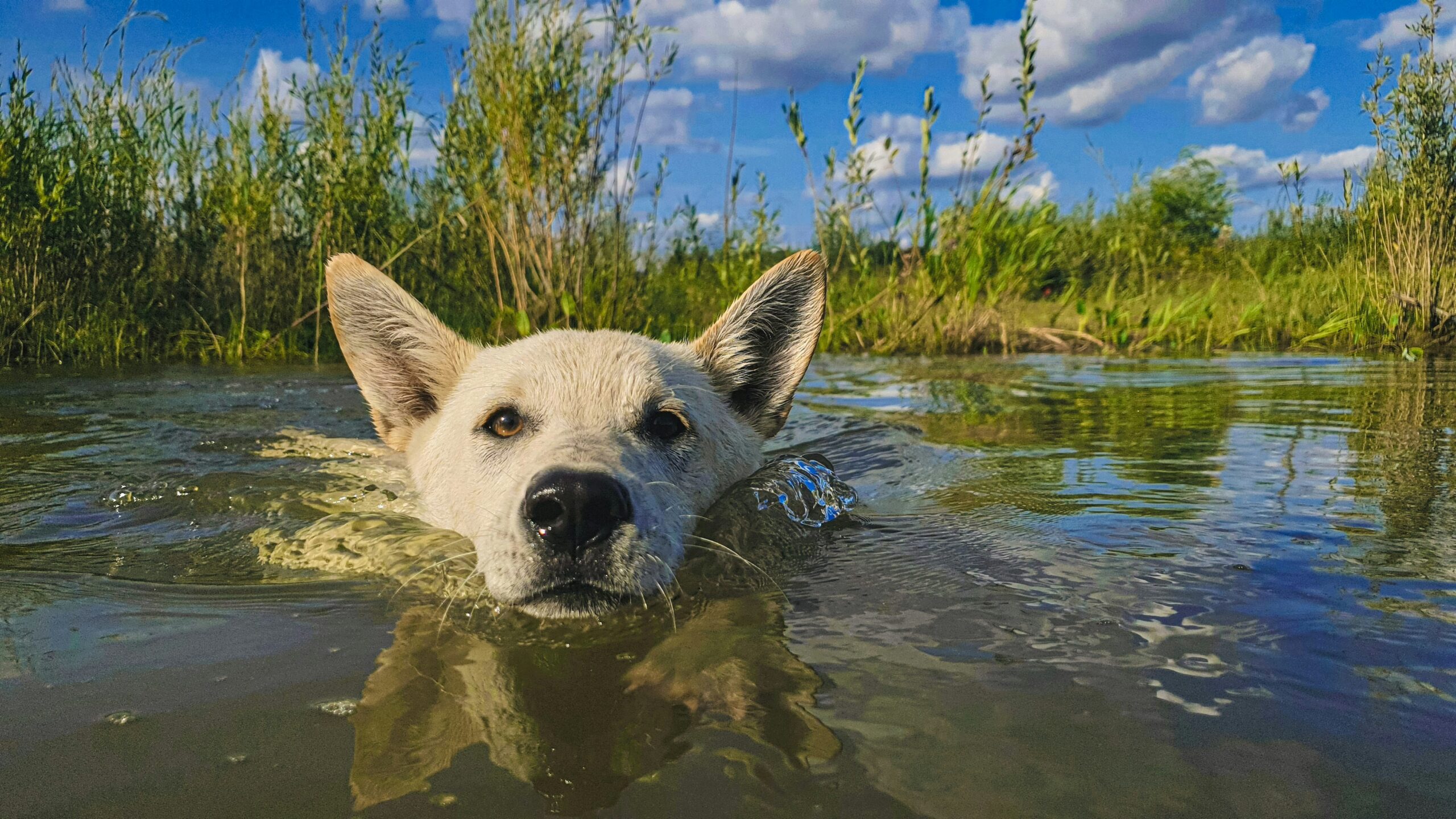 Warum man Hundehaare nicht draußen liegen lassen sollte