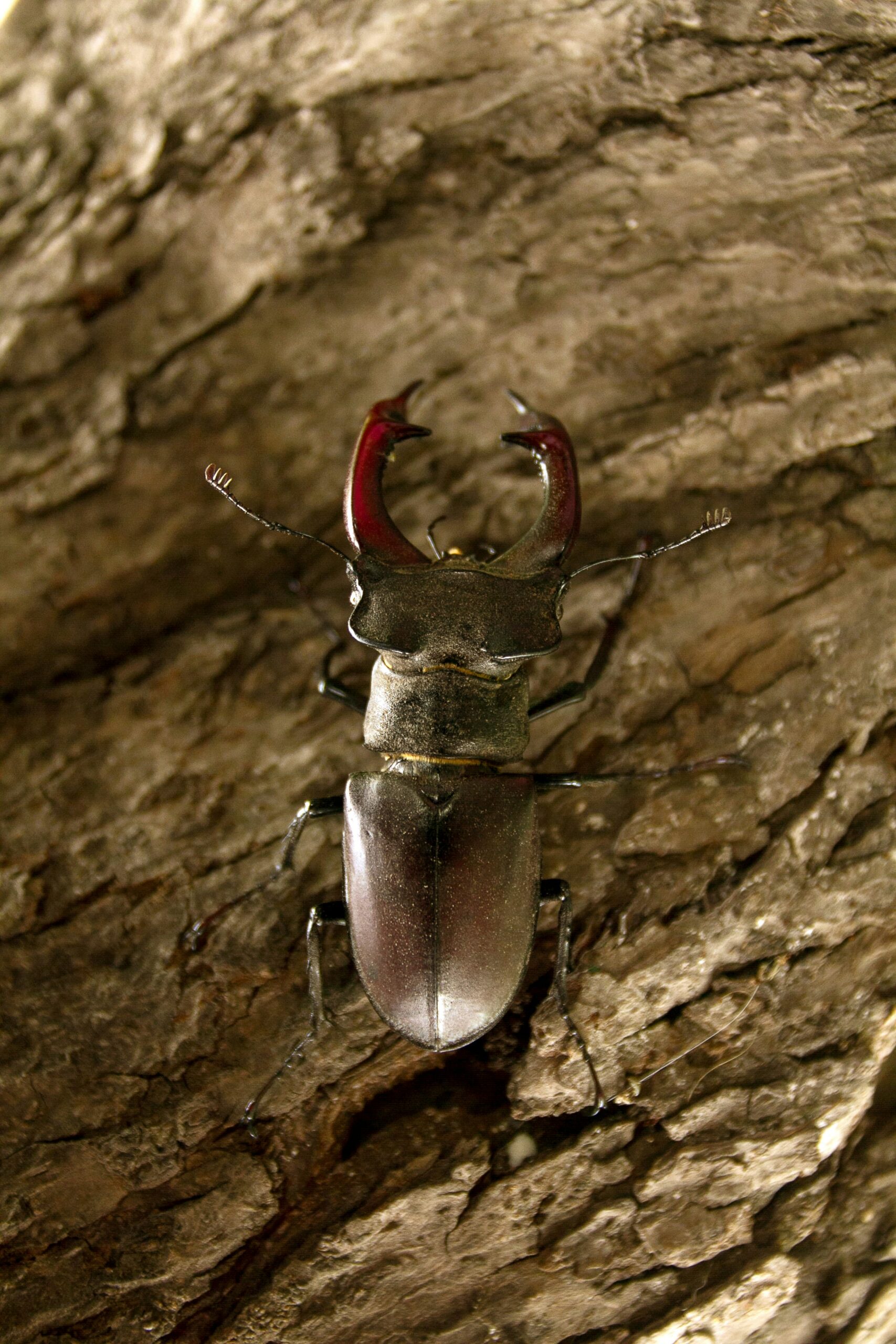 Hirschkäfer – bedrohtes Naturwunder: Warum der größte Käfer Europas geschützt werden muss Foto von Kostiantyn Li auf Unsplash
