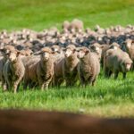 Merinowolle Bekleidung Tierschutz Vorteile und Nachteile Foto von Loic Leray auf Unsplash